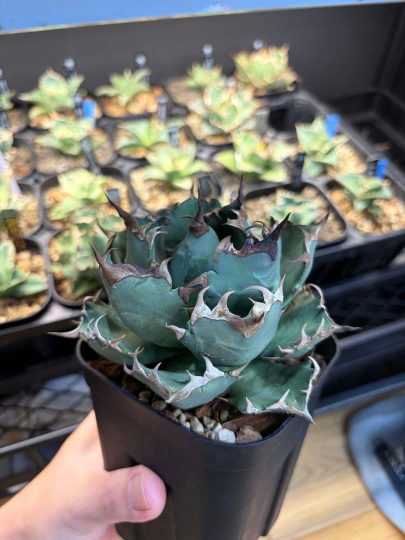 アガベ チタノタ 姫厳龍 子株 発根管理中株 微発根 - メルカリ