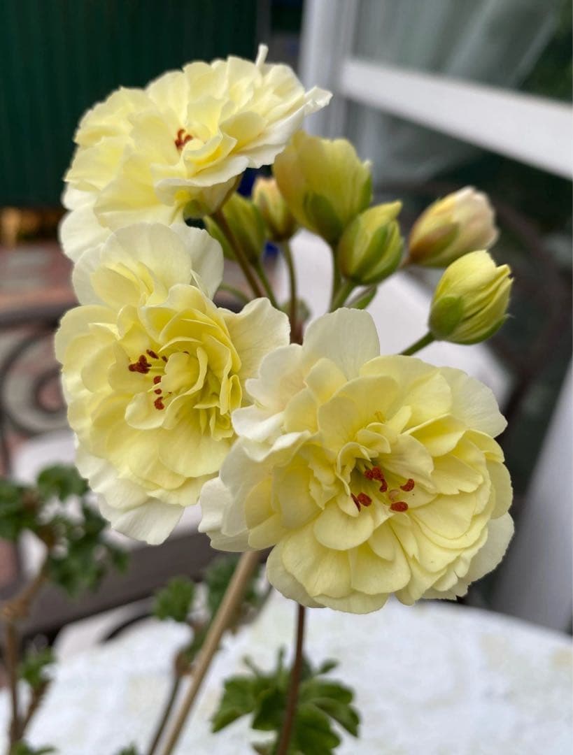 超新品黄色ゼラニウム苗