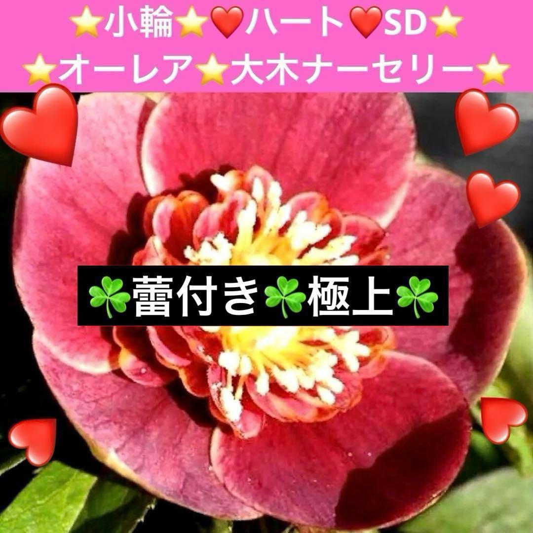 衛*様 3415☘️蕾付き☘️極上☘️⭐️小輪⭐️ ハートSD⭐️オーレア⭐️大