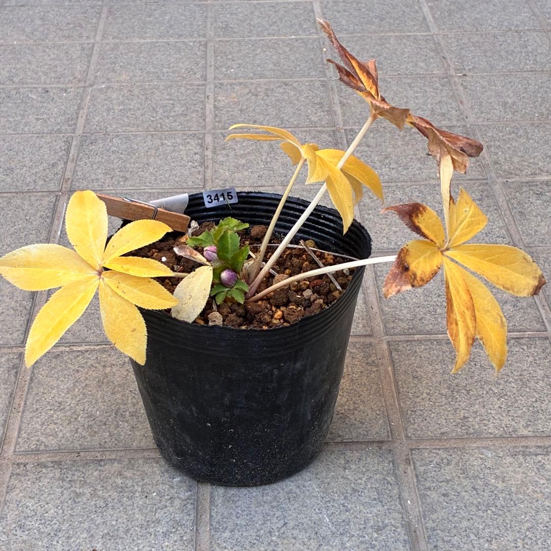 衛*様 3415☘️蕾付き☘️極上☘️⭐️小輪⭐️ ハートSD⭐️オーレア⭐️大