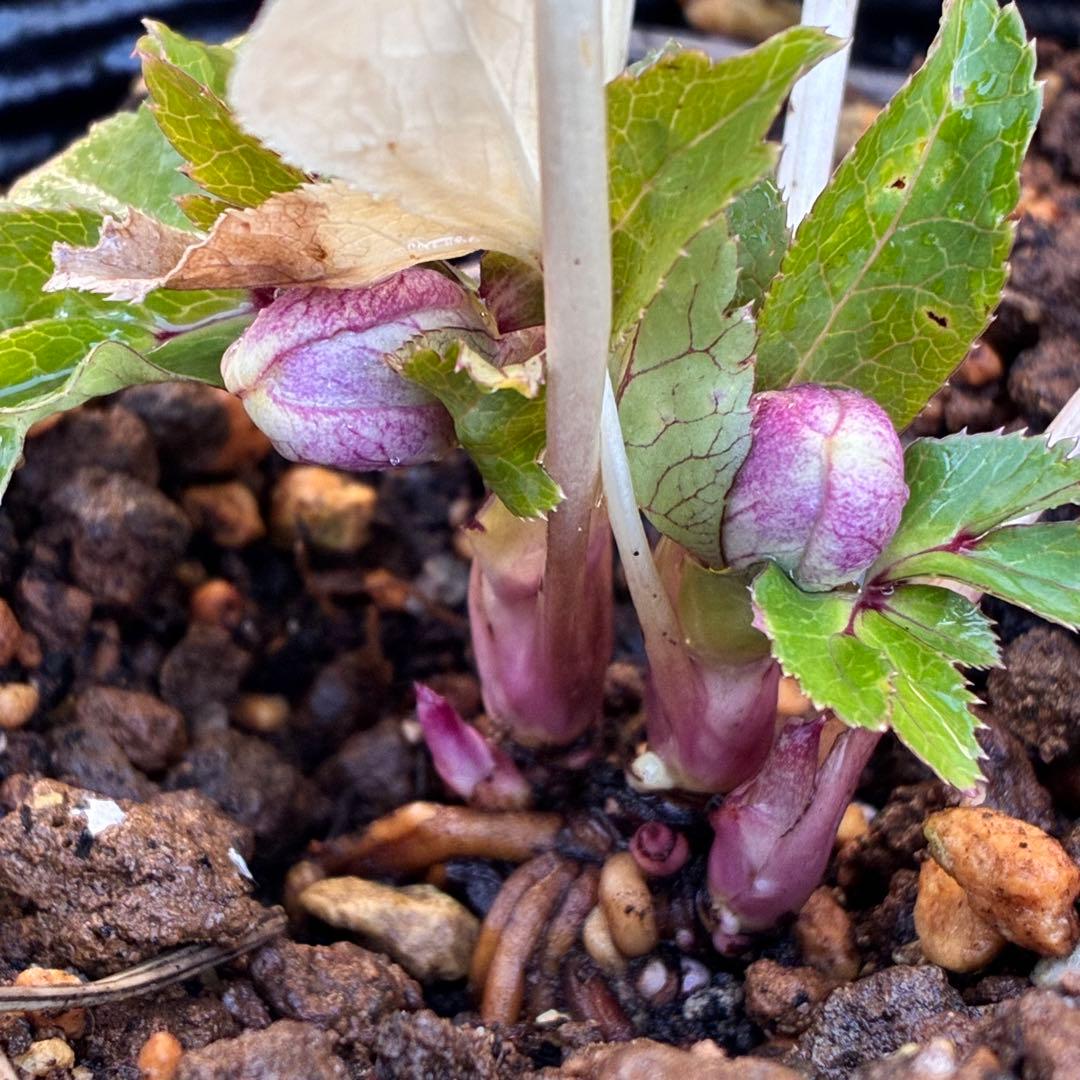 衛*様 3415☘️蕾付き☘️極上☘️⭐️小輪⭐️ ハートSD⭐️オーレア⭐️大