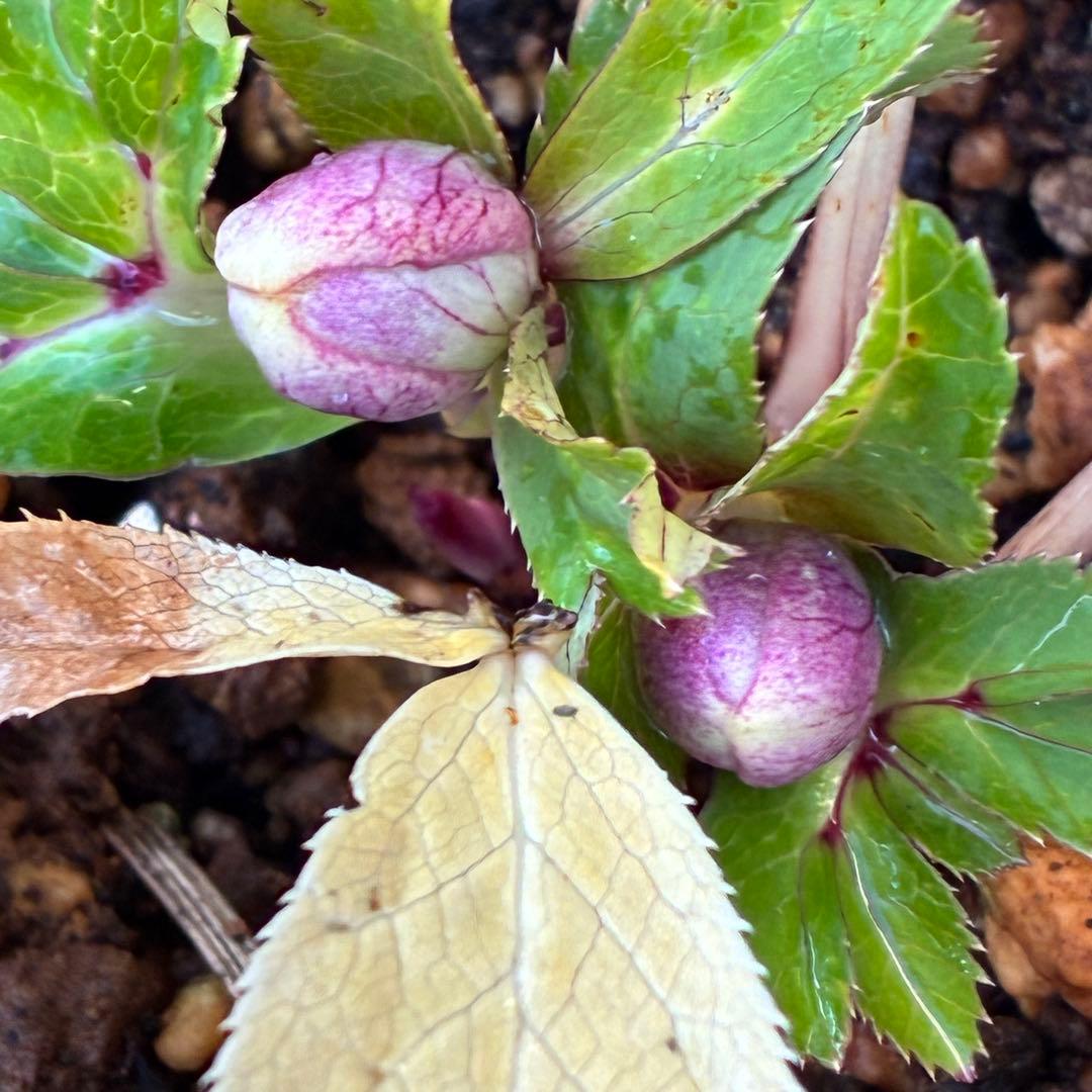 衛*様 3415☘️蕾付き☘️極上☘️⭐️小輪⭐️ ハートSD⭐️オーレア⭐️大