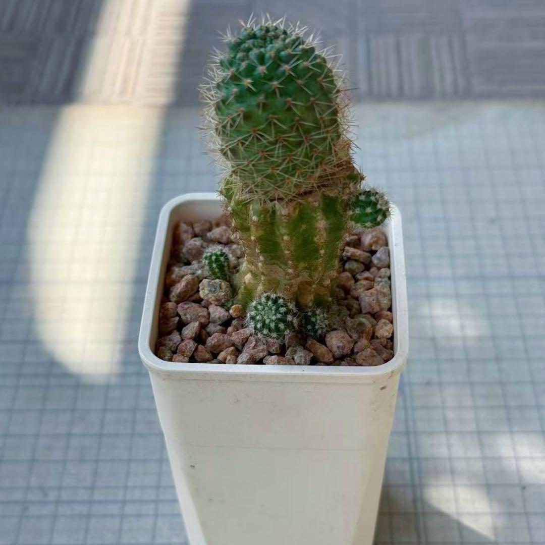 き*ら様 多肉植物 花サボテン 紅梅 (抜き苗) - メルカリ