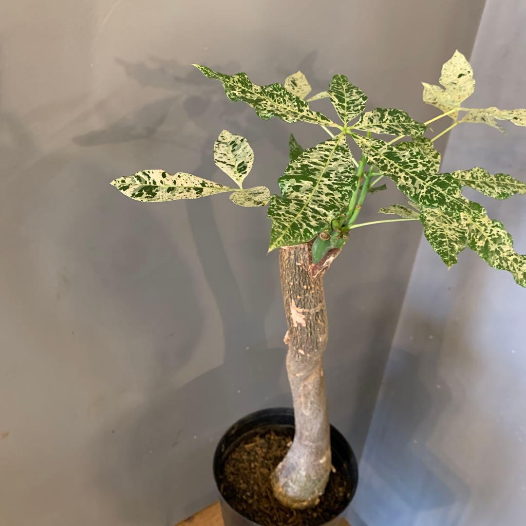 パキラ ミルキーウェイ 4 - メルカリ