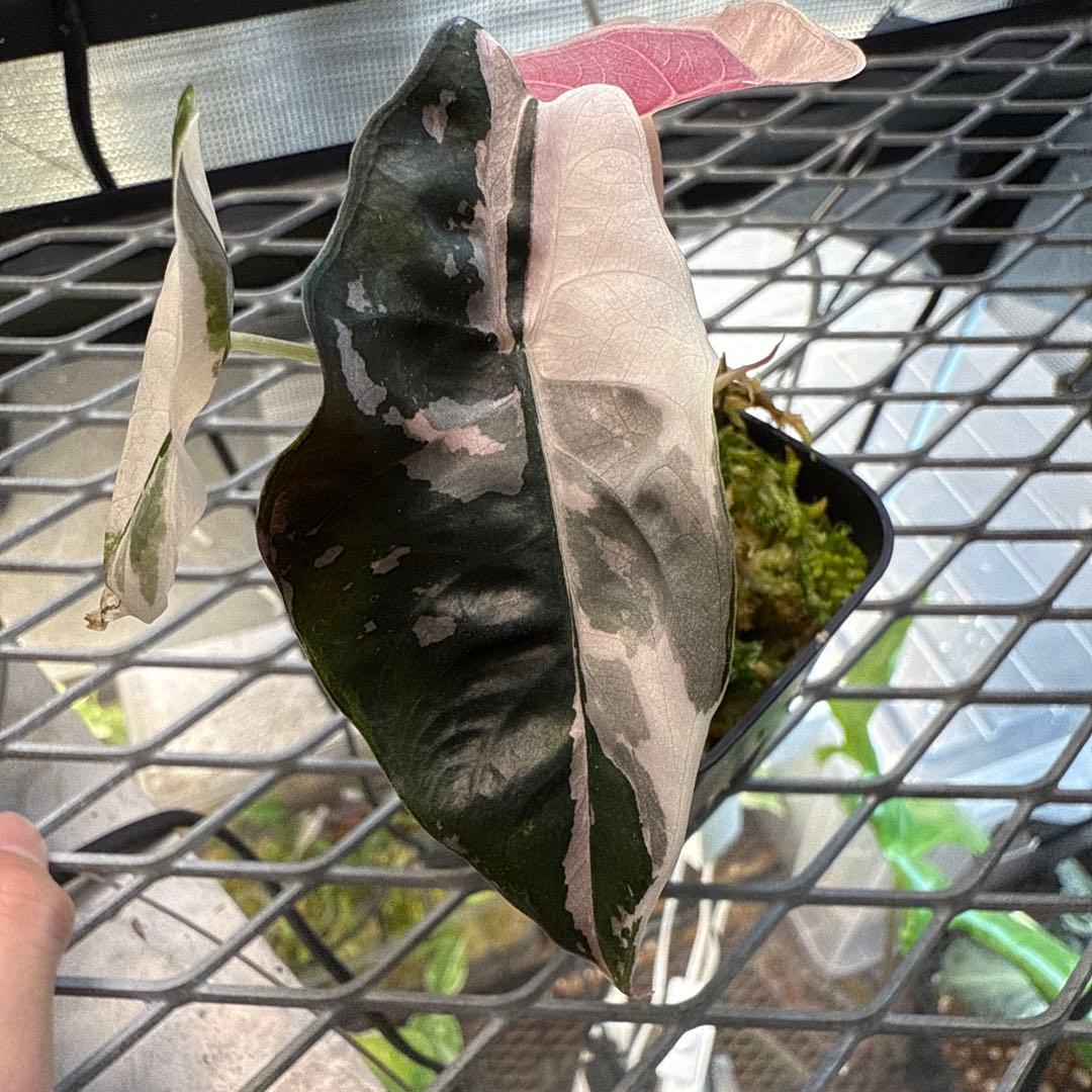 ★*★様 極上 アロカシア チャントリエリ ピンク