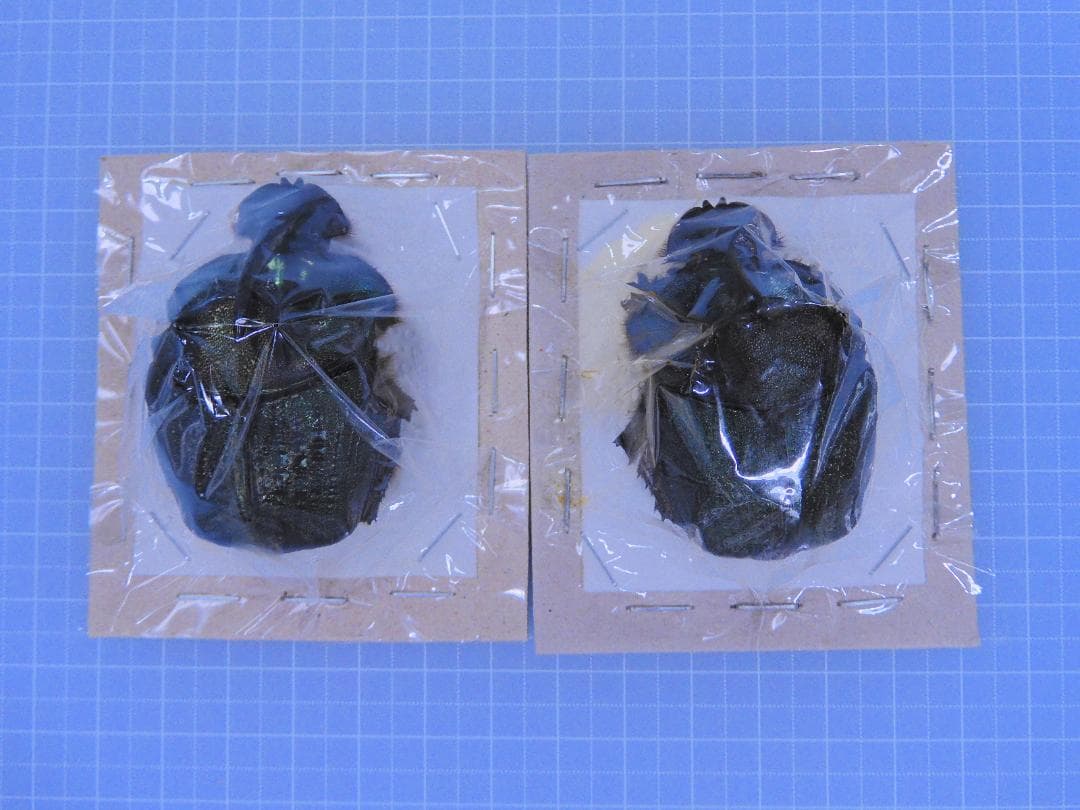 最大級　エンシフェールニジダイコクコガネ　52mm 51mm