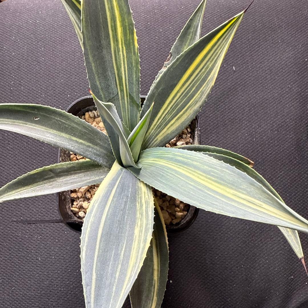 サ*ク様 アガベ　ウェベリー　縞斑