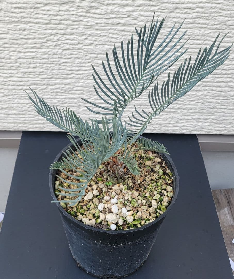 サイカス　カイルンシアナ　スーパーブルー