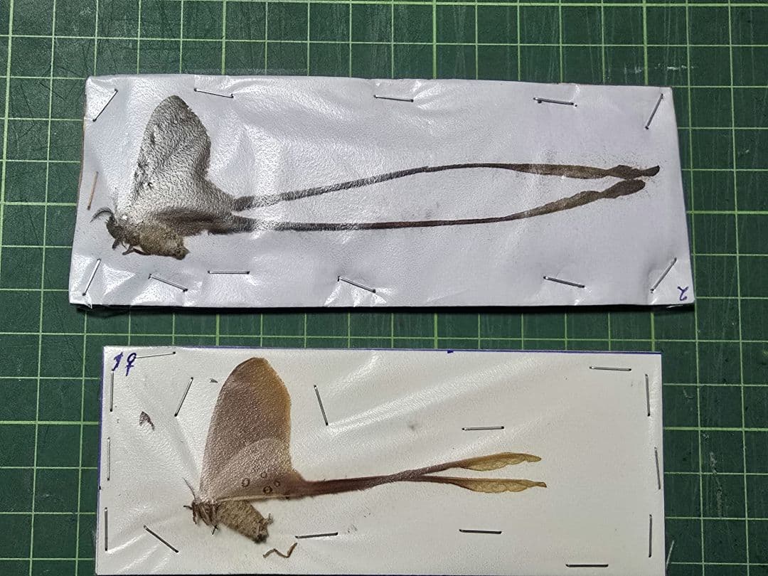 蛾標本 2点セット keti Amazon | 標本キット昆虫標本キット | 蝶のコレクション昆虫学 | 標本