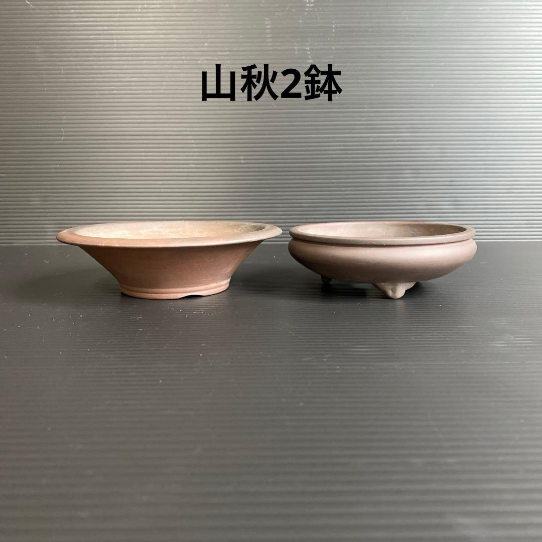 山秋2鉢 小品盆栽 - メルカリ