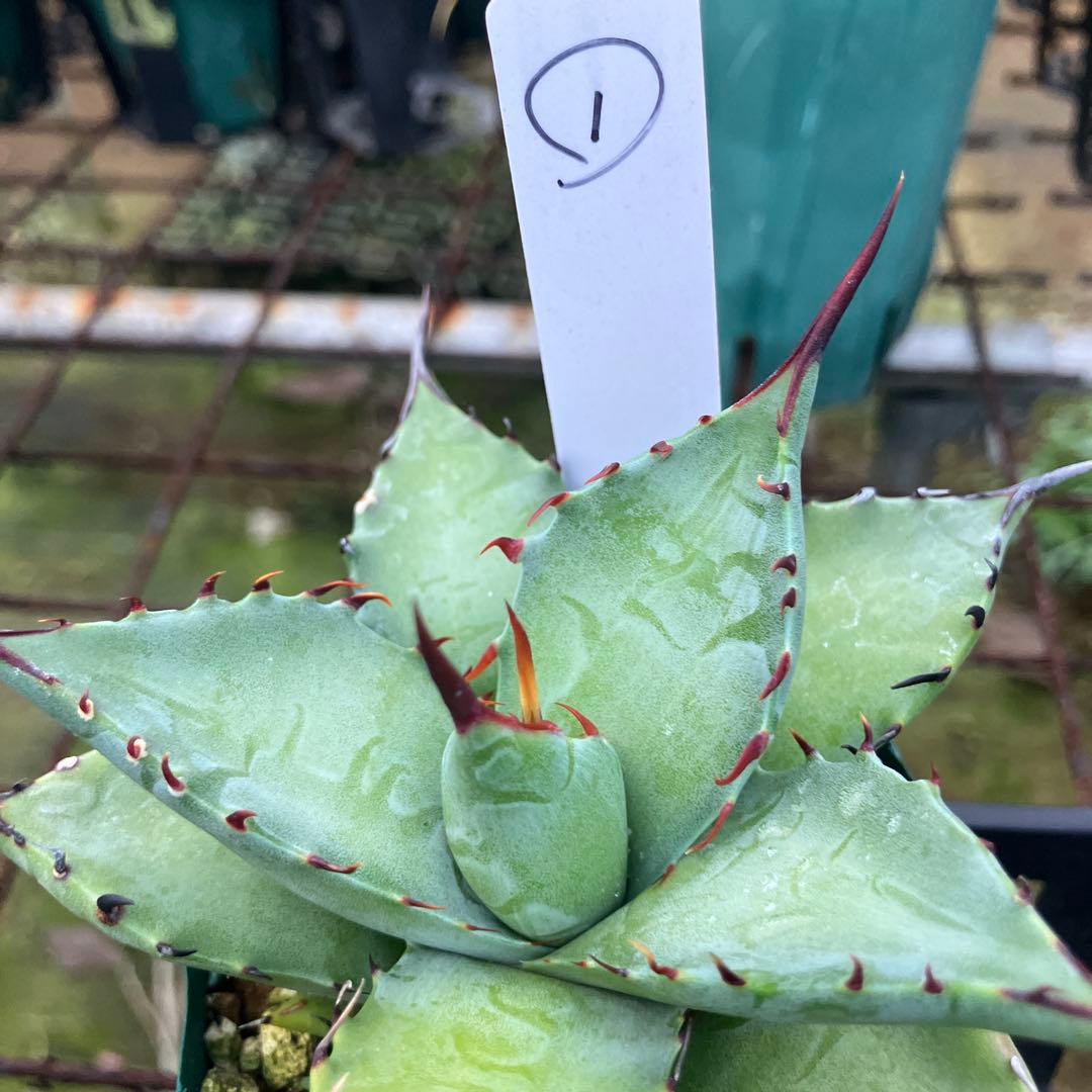 レトロ アガベ マルガリータ