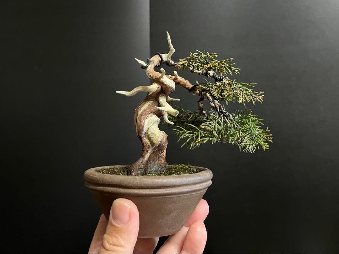 真柏盆栽　糸魚川真柏　古木　捻転シャリ　小品盆栽ミニ盆栽 樹高12cm 喜仙鉢