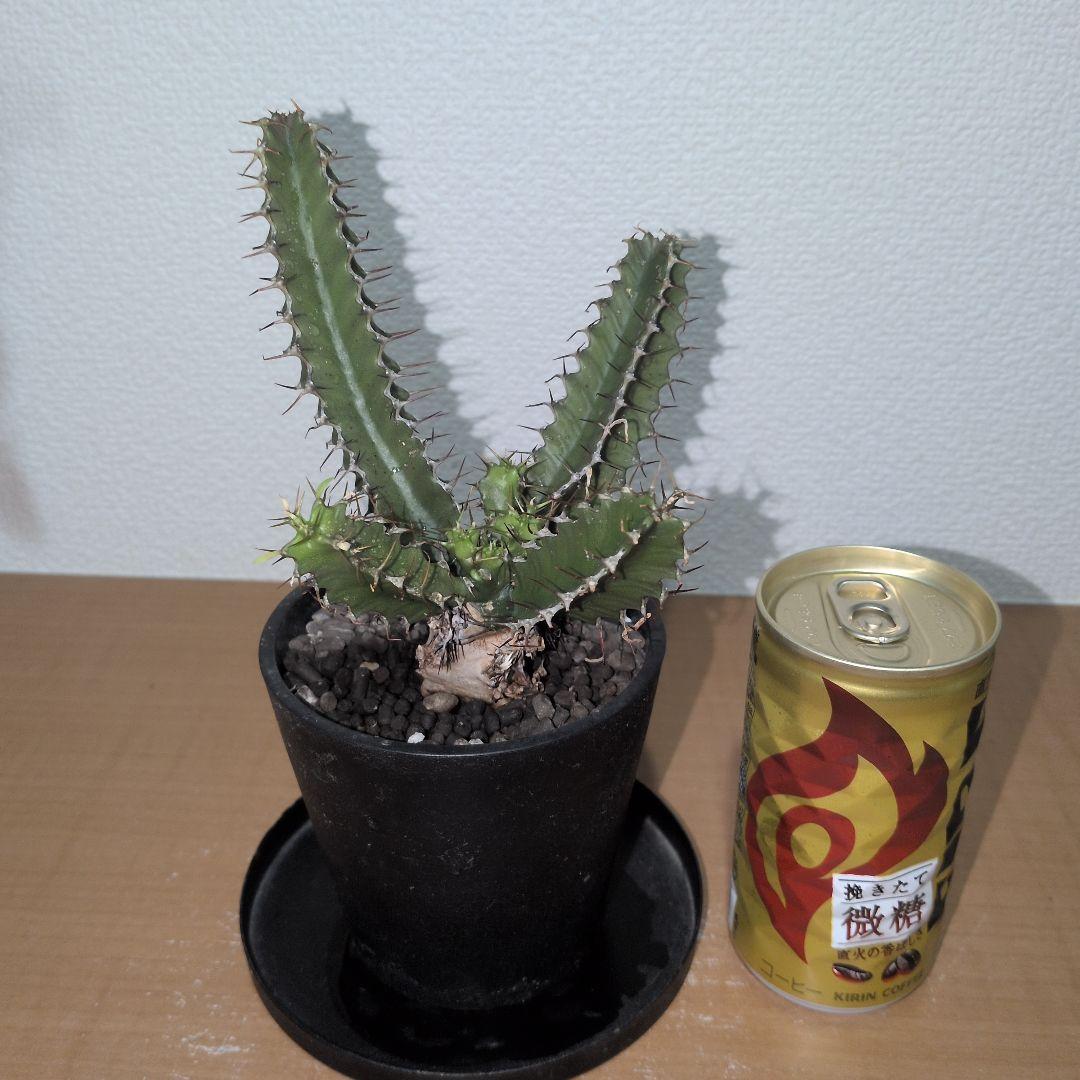 ユーフォルビア　ムランジーナ　実生株 （鉢付き) ユーフォルビア ムランジーナ（実生株）105 – linkplants -リンクプランツ-