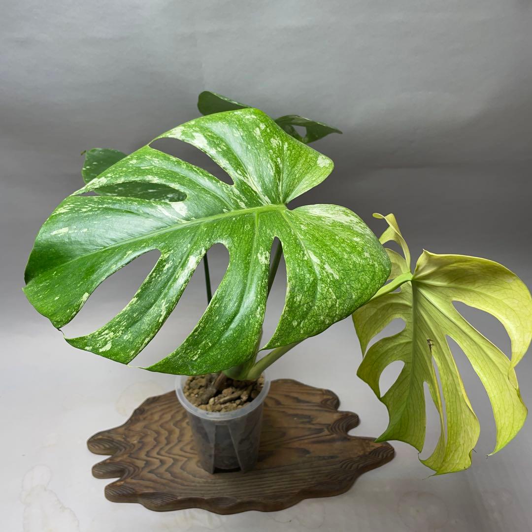 q52ホワイトモンスター 天津蘭 モンステラ斑入り - メルカリ