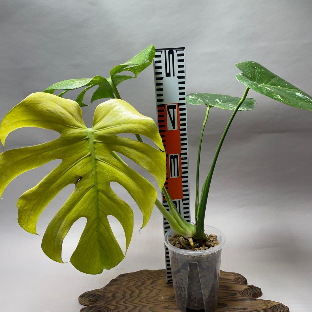 q52ホワイトモンスター 天津蘭 モンステラ斑入り - メルカリ