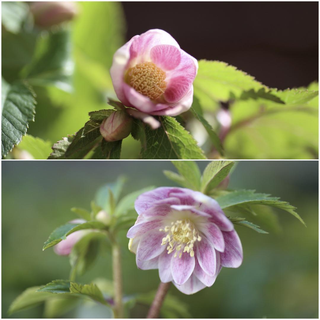 ローブリッター「新春セール」クリスマスローズ 小苗 セット 1-65016_L5.jpg