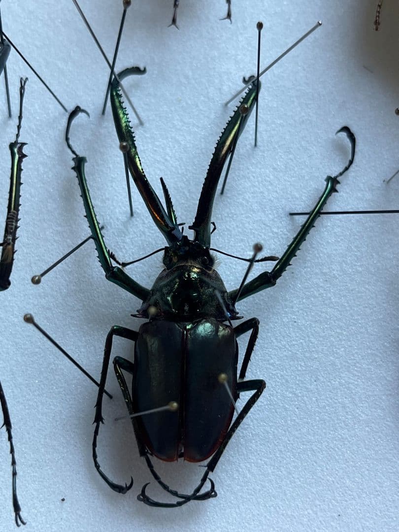 未展足73mm】ホロメタリクスチリクワガタ シワバネクワガタ