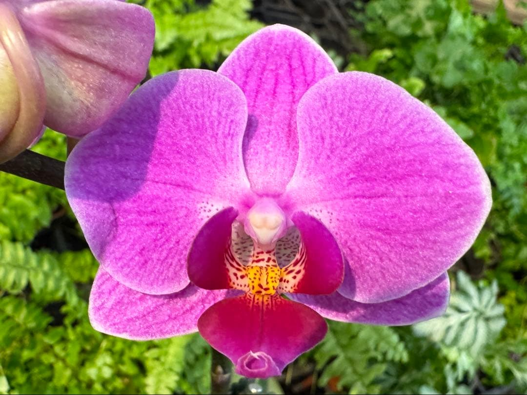 洋ラン 洋蘭 胡蝶蘭 交配種 コチョウラン Phal.Bubble バブル - メルカリ