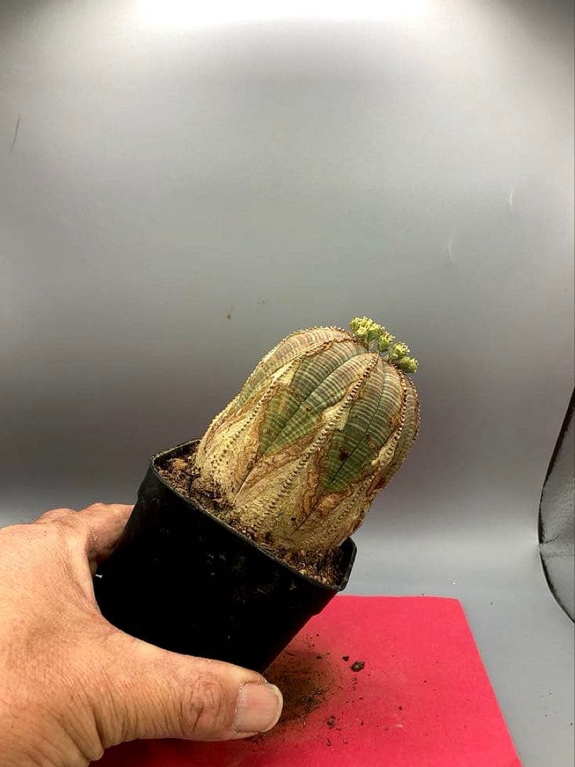 《3号GR》ユーフォルビア　オールド　オベサ　雄株