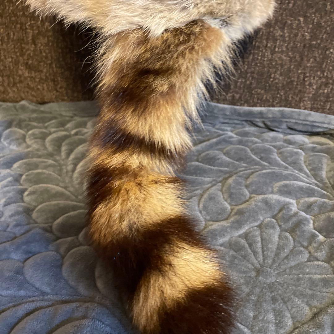 ラビット ラクーンテール カナダ製 毛皮帽子 - メルカリ