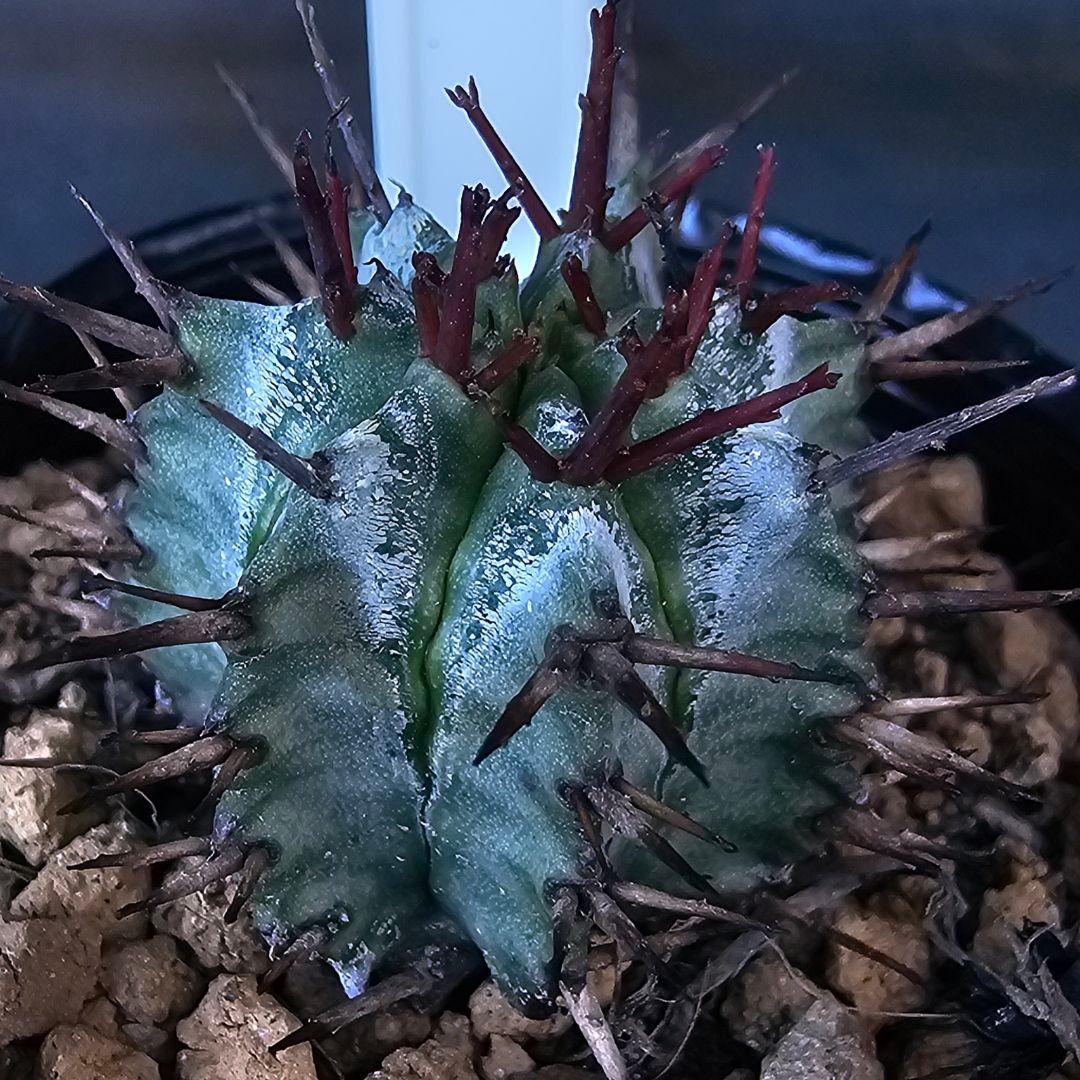 K（断捨離中）様 リクエスト 2点 まとめ商品 ごっしー@断捨離中様 リクエスト 2点 まとめ商品 - メルカリ