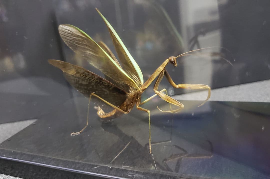 オオカマキリ 立体標本 - メルカリ