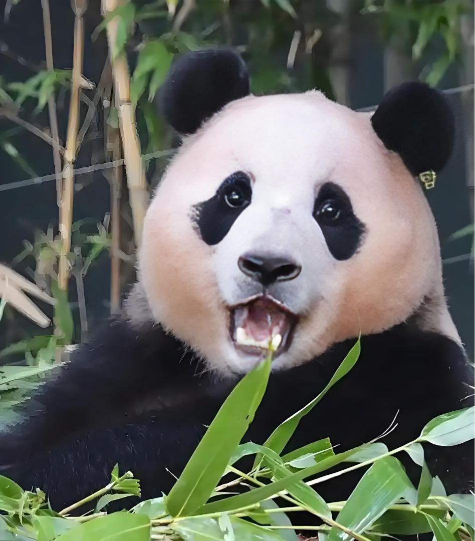 1989年中国パンダ10元銀貨 NGC高鑑定