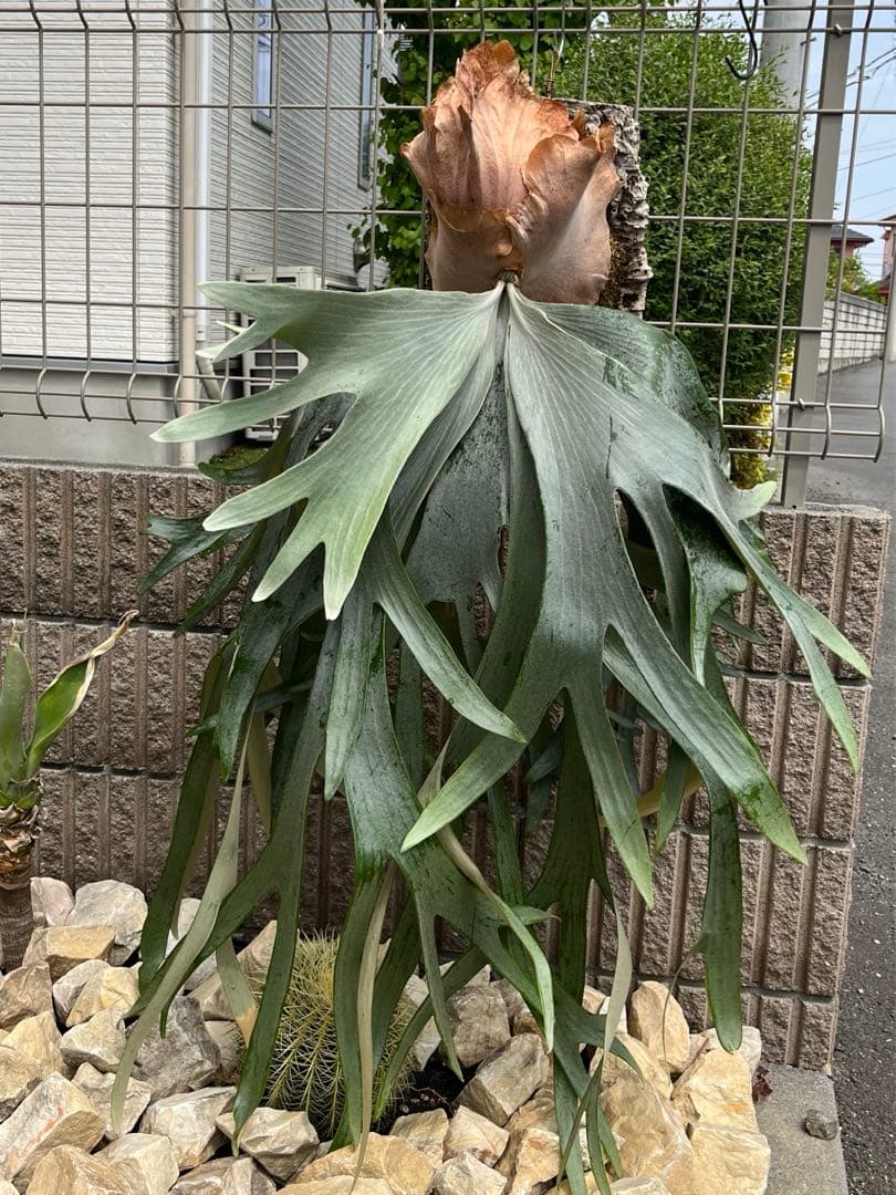 ビカクシダ saikeaw サイコー - メルカリ