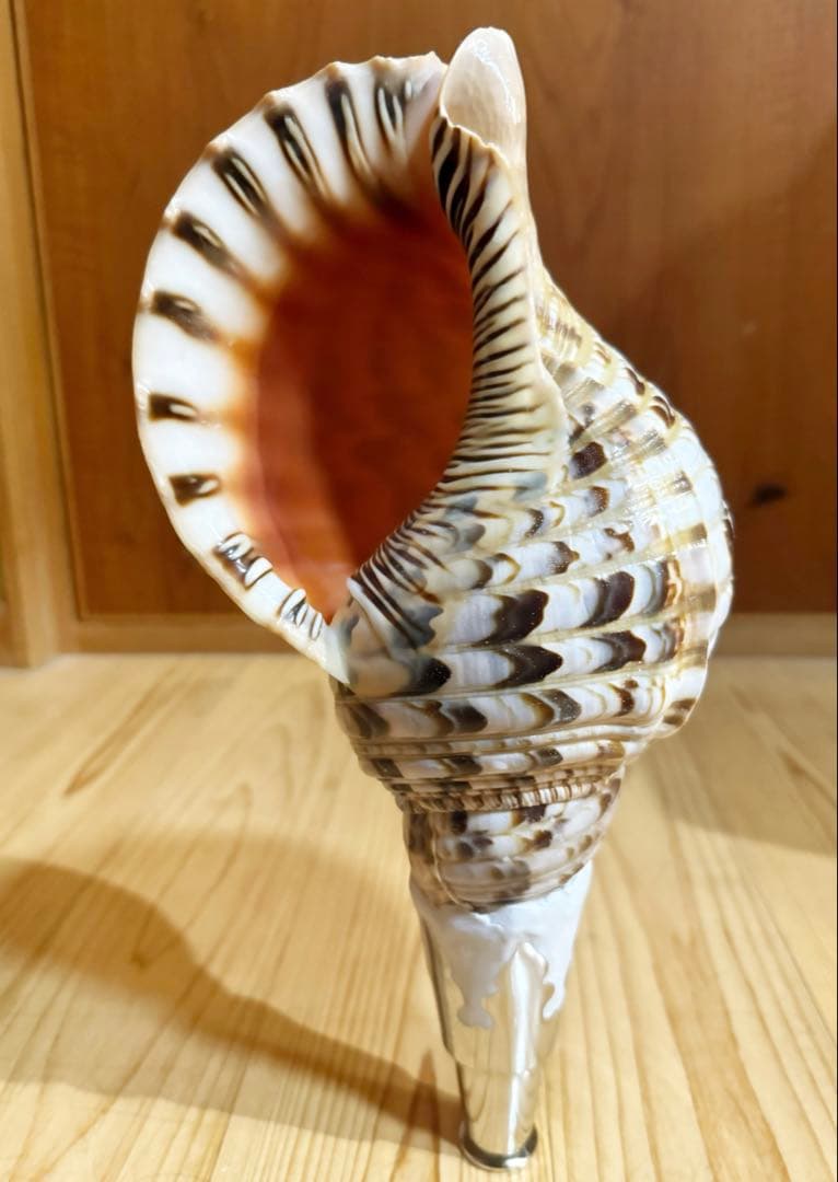 修験道法螺貝32.5㎝山伏　密教　魔除け　熊よけ❣️ほら貝　ホラガイ