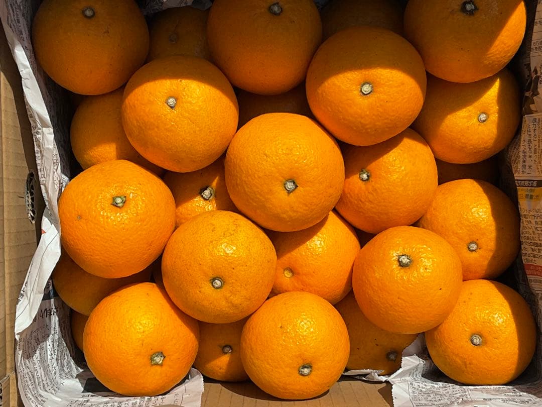 価格交渉可】因島産普通八朔Mサイズ9kg - メルカリ