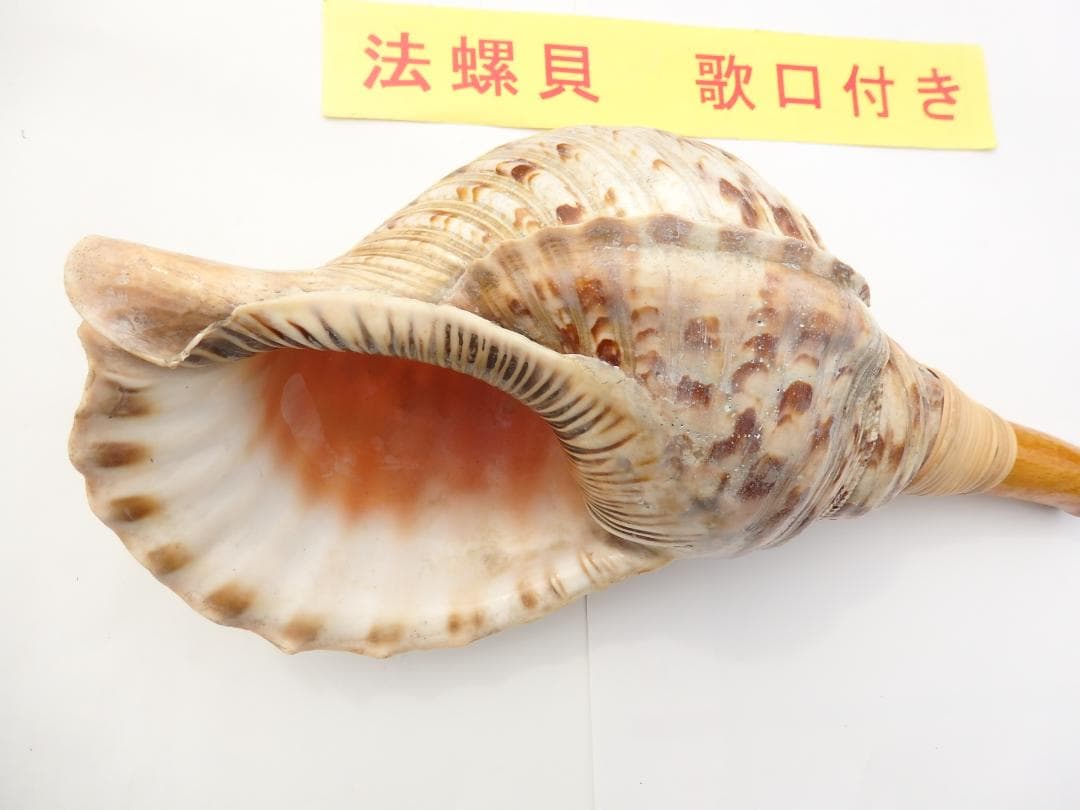 kei428さま専用　法螺貝 約37㎝ 木製歌口,新品 MH-455　赤紐付き