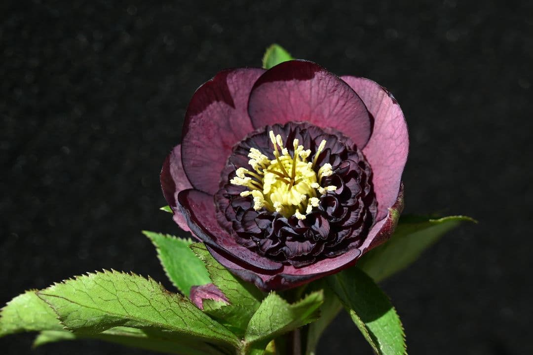 クリスマスローズ　認定アンティークモーリー　加藤農園