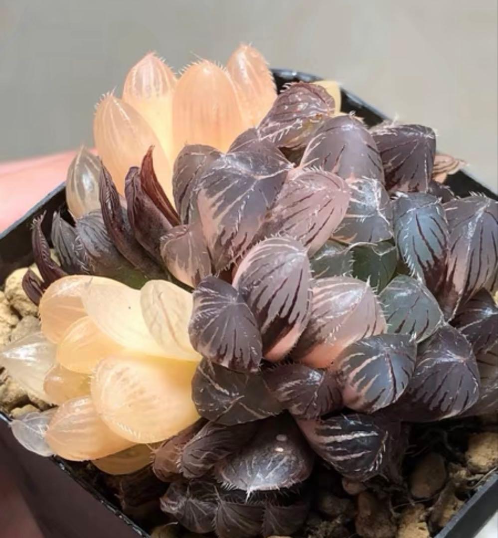 多肉植物 ハオルチア 秋思いオブツーサ錦 群生 鮮明錦 - メルカリ