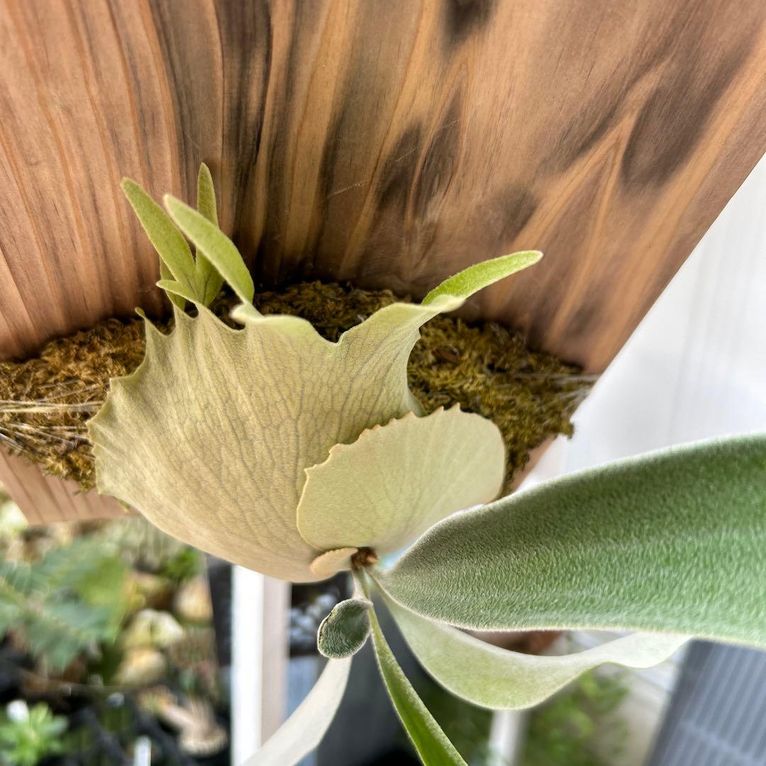 ビカクシダ ベイチーアーバンリバーveitchii 'Auburn River' - メルカリ