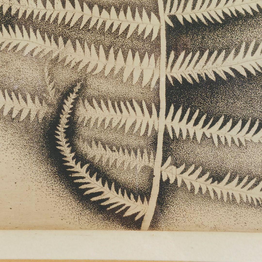 ues-20 広島の名画家 殿敷侃 版画 シダ 限定50部 図録掲載作品 - メルカリ