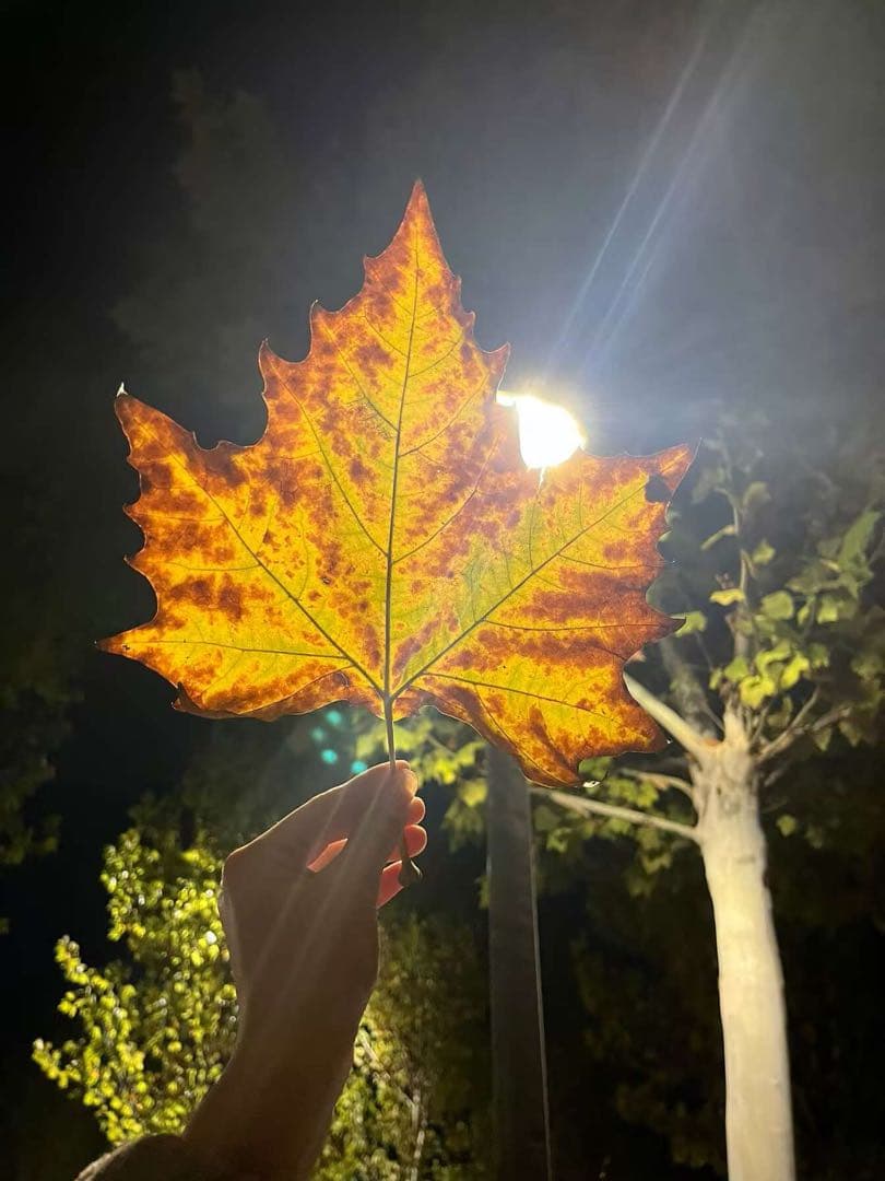 大阪 関西万博 EXPO2025 オランダ館 ミッフィー エコバッグ Mサイズ