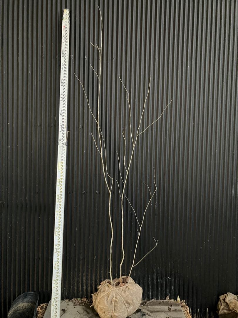 山採り　アオダモ　k