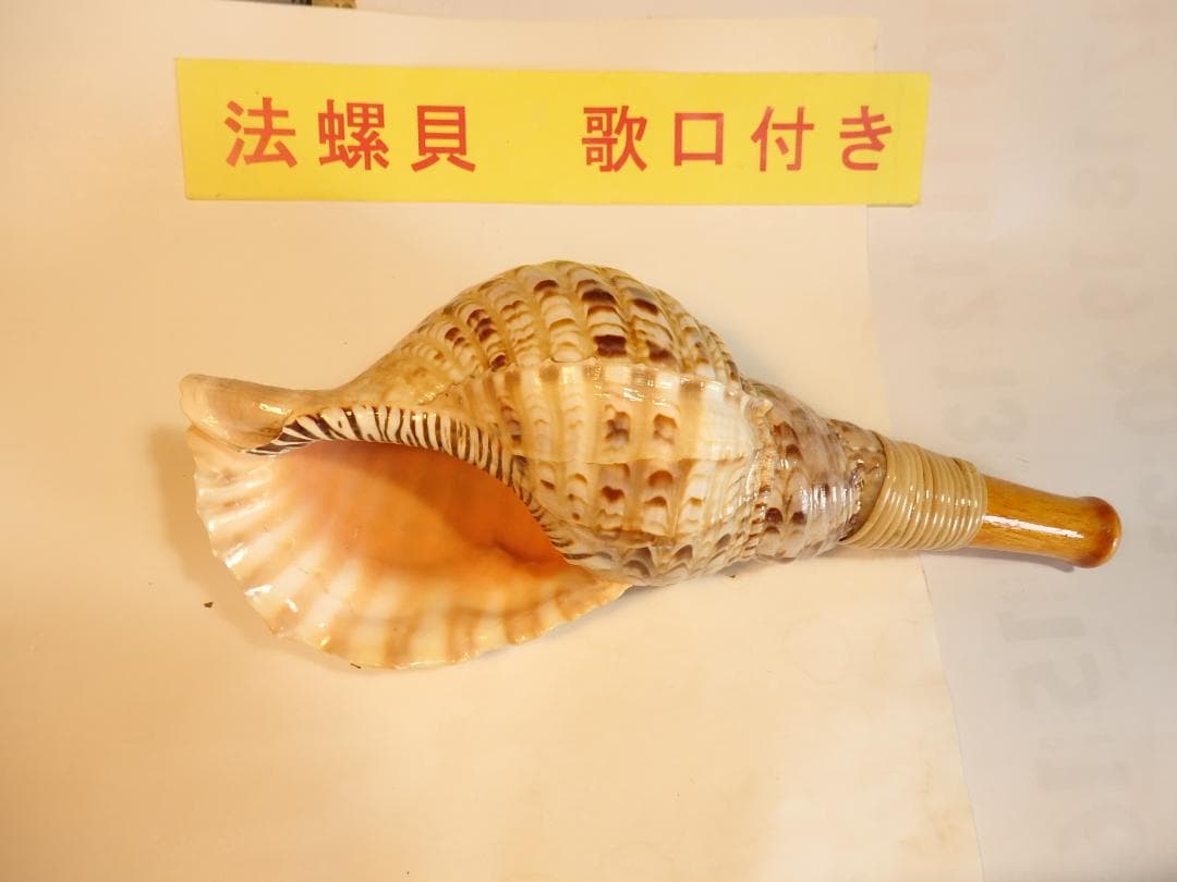 法螺貝 約32㎝ 木製歌口,新品 MH-464