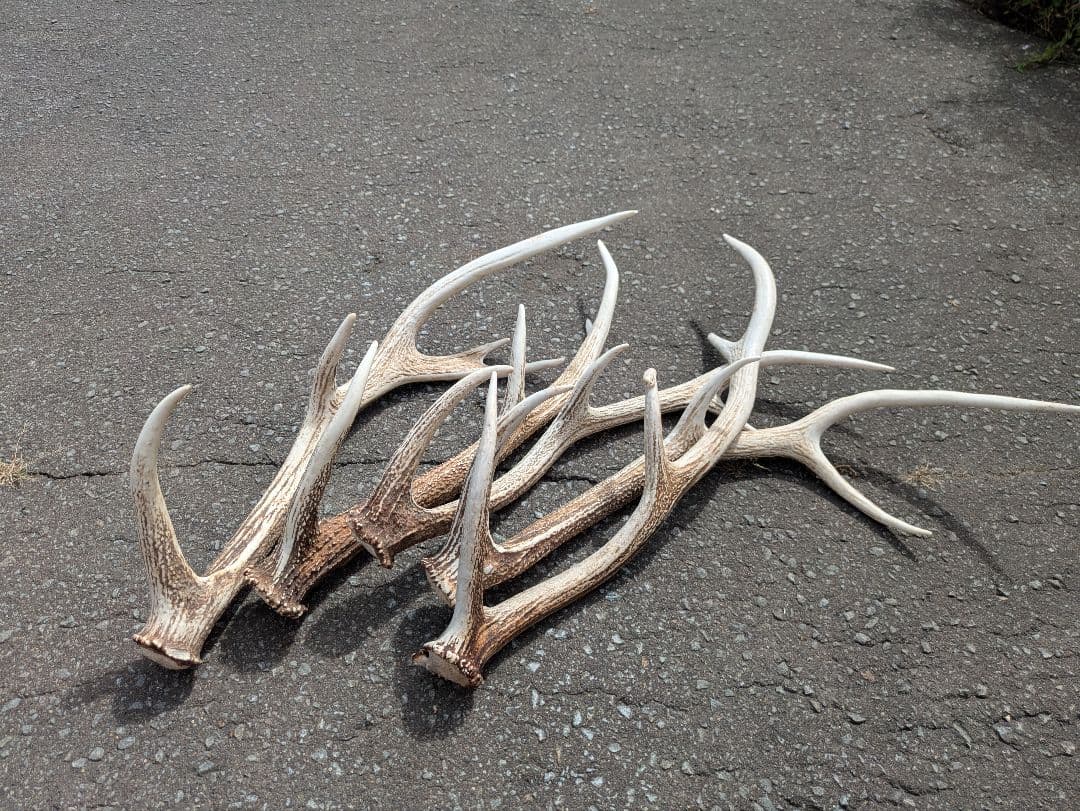 Susiさん蝦夷鹿の角