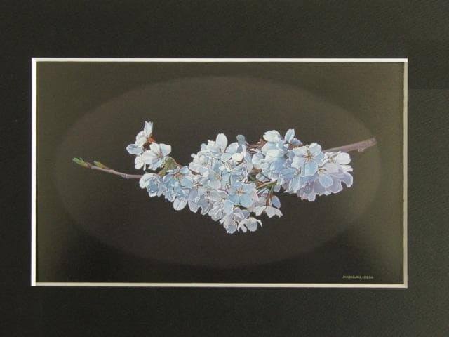 池田誠史、【桜】、希少な額装用画集画、新品高級額 額装付、状態良好
