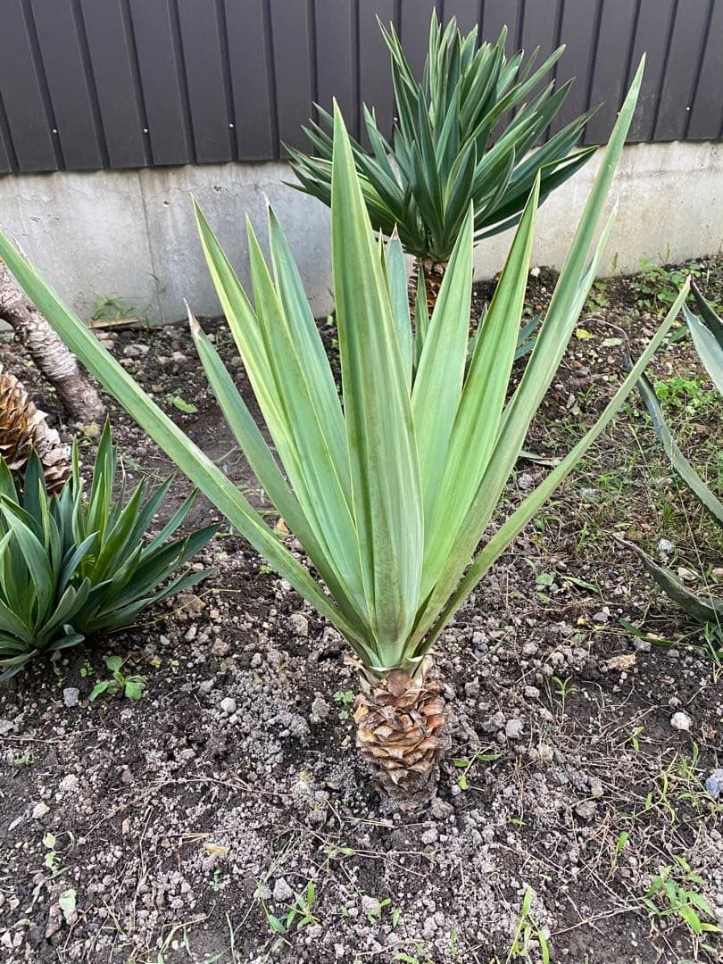 ユッカ グロリオサ　アツバキミガヨラン中株