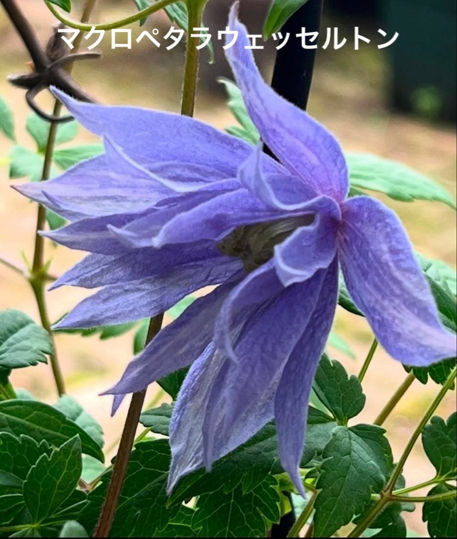 クレマチス　苗　マクロペタラウェッセルトン　アトラゲネ系　宿根草