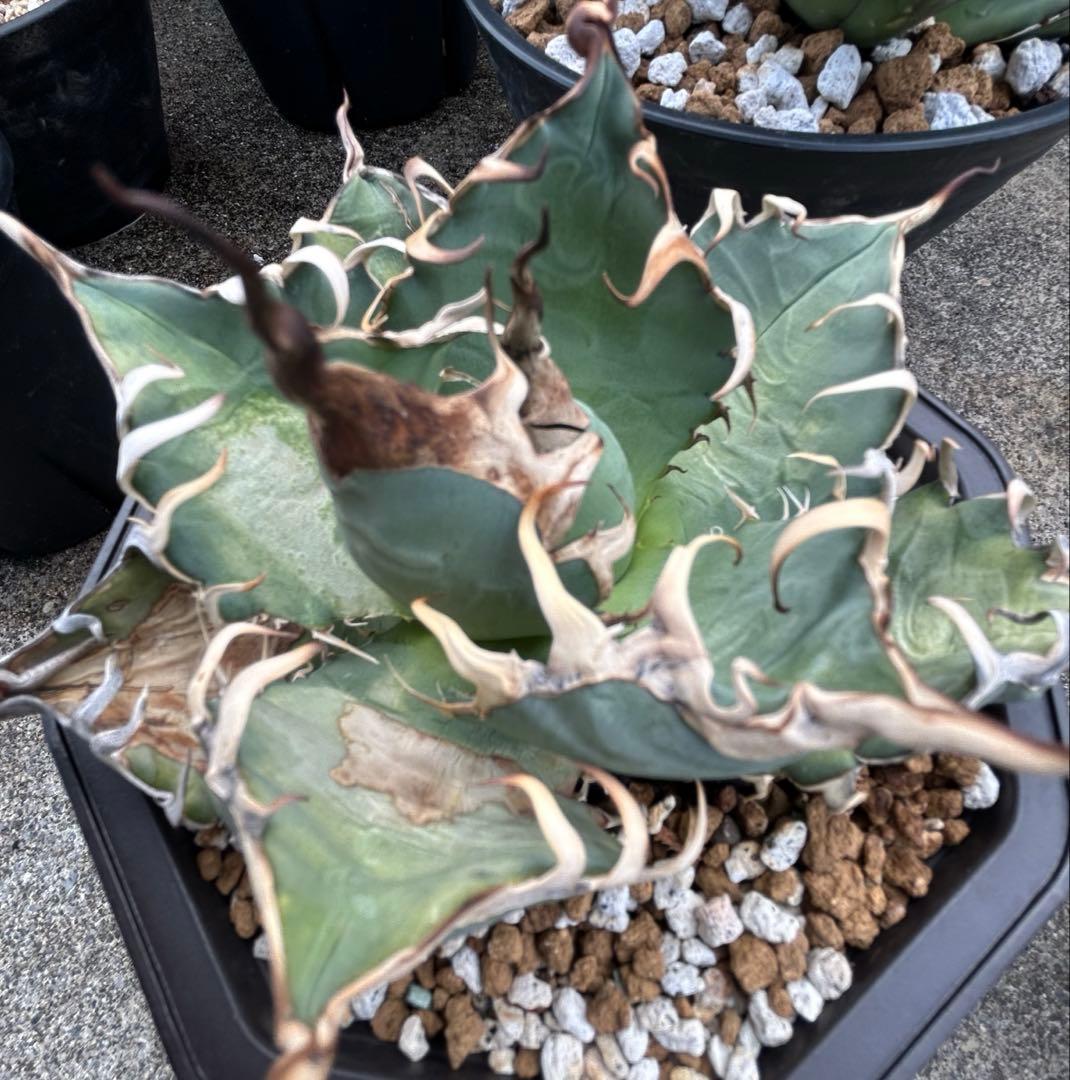 アガベ oaxaca oteroi 現地実生 オアハカ オテロイ ウネウネ