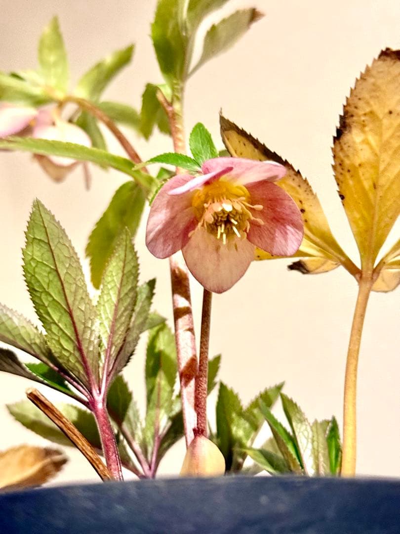 クリスマスローズ いろは×フジタ交配 大木ナーサリー - メルカリ