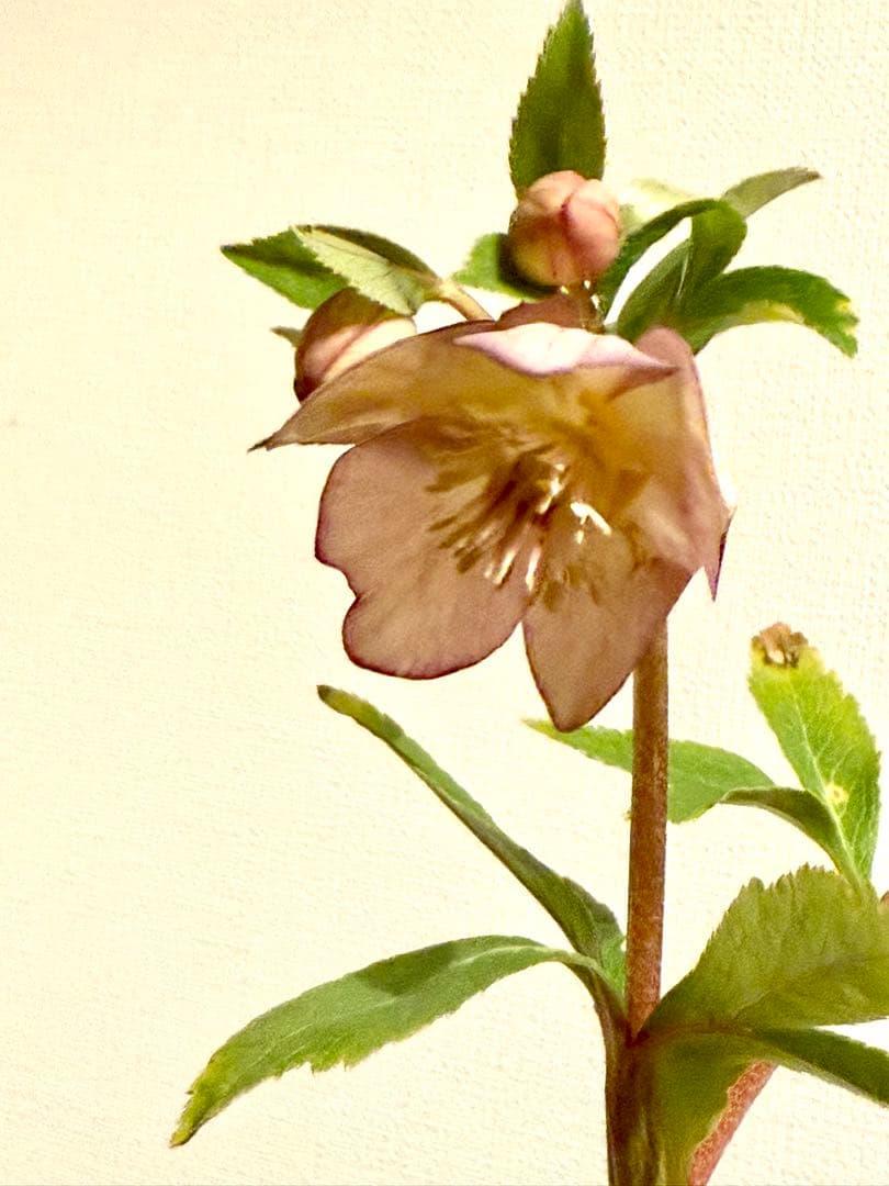 クリスマスローズ いろは×フジタ交配 大木ナーサリー - メルカリ