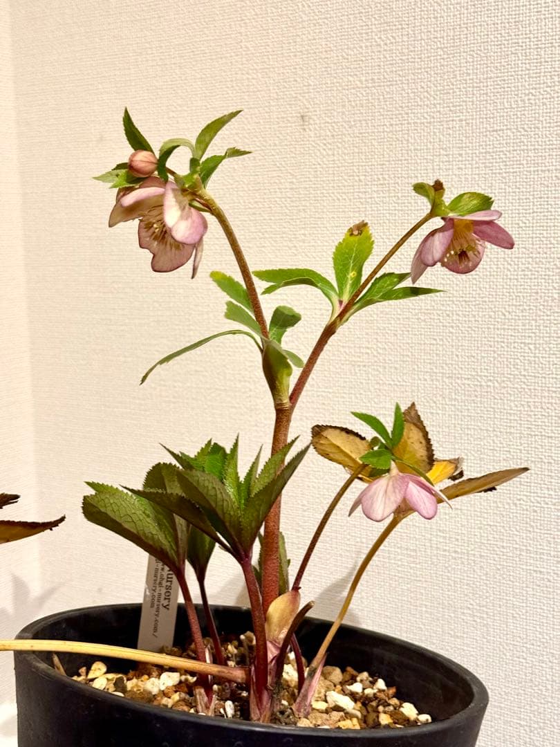 クリスマスローズ いろは×フジタ交配 大木ナーサリー - メルカリ