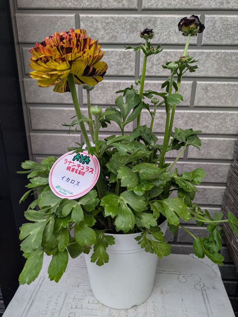 ラナンキュラス イカロス 5号 希少品 - メルカリ