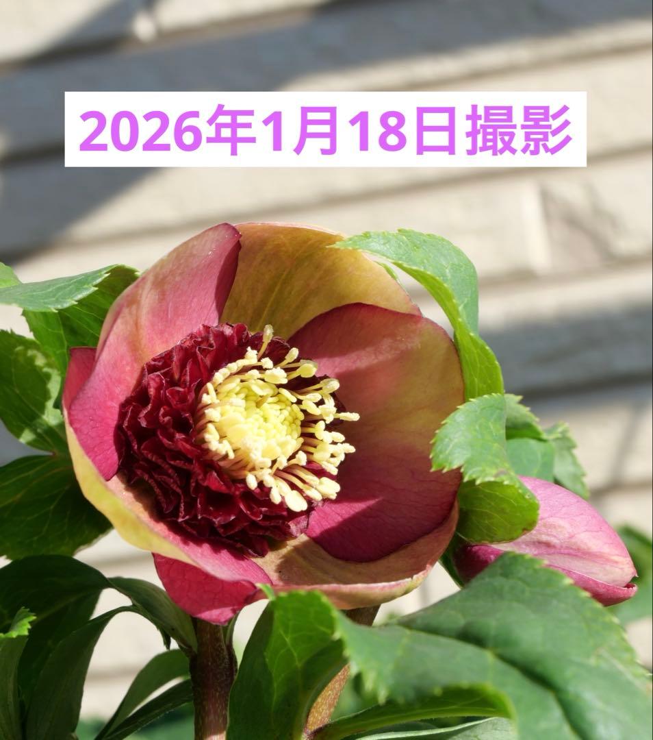 クリスマスローズ 認定モーリー 加藤農園