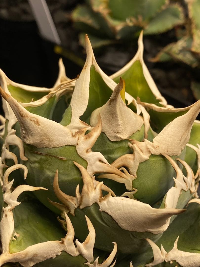 lize 大白鯊　間違い無しのドーベルP血統　子株販売