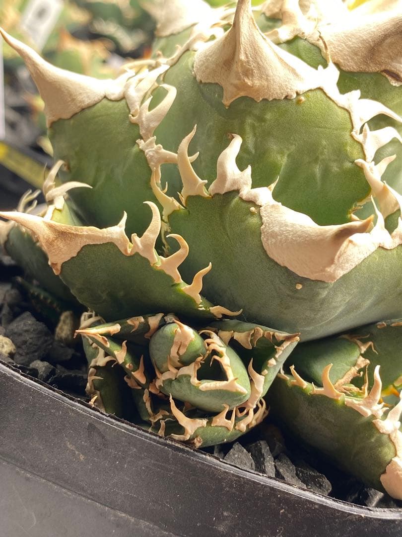 lize 大白鯊　間違い無しのドーベルP血統　子株販売